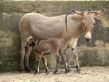 donkey and foal