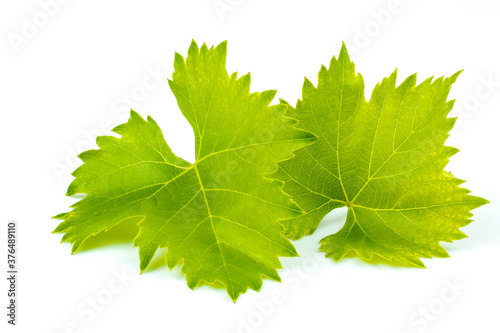 Two fresh, green grape leaves isolated on white background.