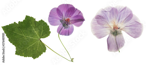 Pressed and dried flower lavatera  isolated on white background. For use in scrapbooking  floristry or herbarium