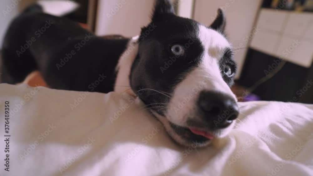 Blue-eyed Black-and-white dog husky Laika wags its tail, sneaks into bed and wakes up its master in the bedroom in the early morning. Slow motion Blue-eyed Black-and-white dog husky Laika wags its tail, sneaks into bed and wakes up its master in the bedroom in the early morning. Slow motion