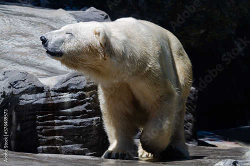 
polar bears on a rock