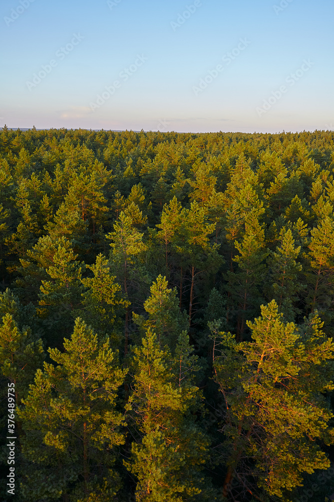 pine tops, view from a tower