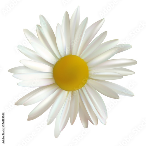 Chamomile. Isolated. Flower. White. Yellow. Vector illustration.