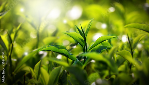 Fresh green tea buds and leaves from a tea garden at India