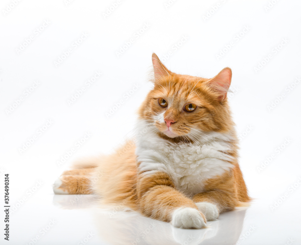 Red-headed cat on white background.