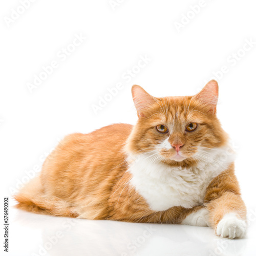 Ginger cat posing on a white background.