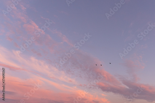 Supplemental sunset sky soft pink and purple with birds flying