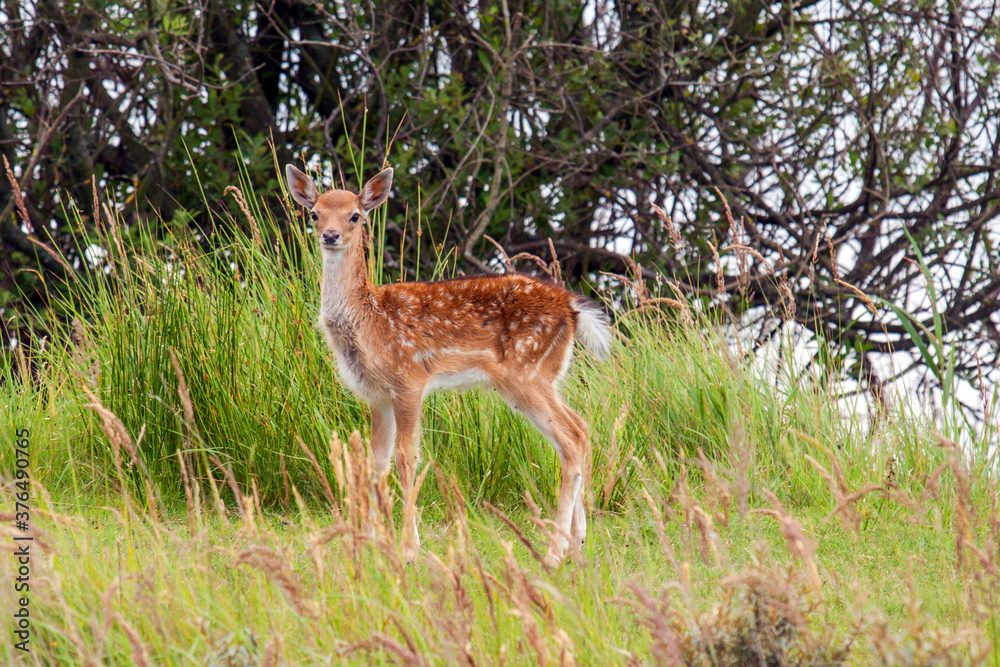 Attentative young fallow deer (Dama dama) Attentative young fallow deer (Dama dama)