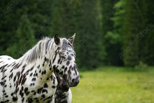 A portrait of the white horses with black spots.