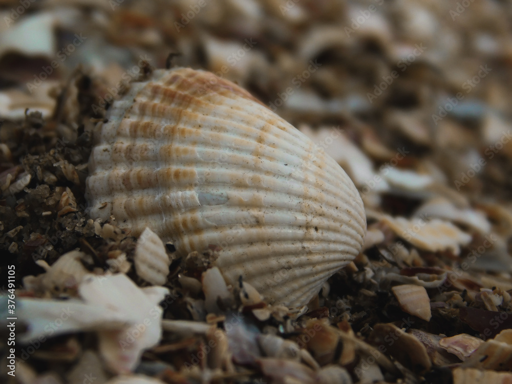 shell on the beach shell on the beach