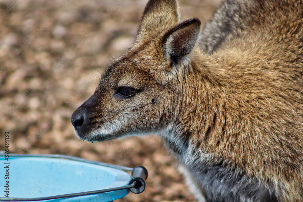 Fototapeta premium Wallaby at a UK park