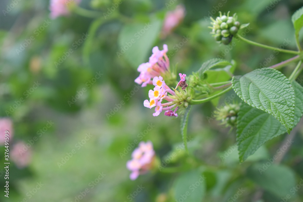 Pink flowers with green background in garder. Pink flowers with green background in garder.
