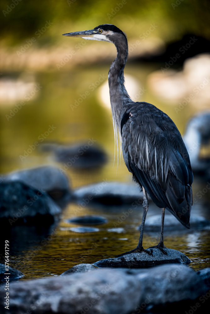 Fototapeta premium great blue heron in the water
