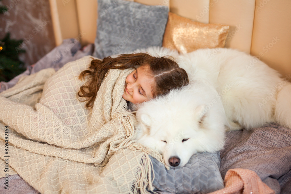 Smiling cute little girl hugging big white fluffy Samoyed dog at home Smiling cute little girl hugging big white fluffy Samoyed dog at home