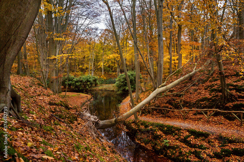 Autumn forest near Overveen, Netherlands photo