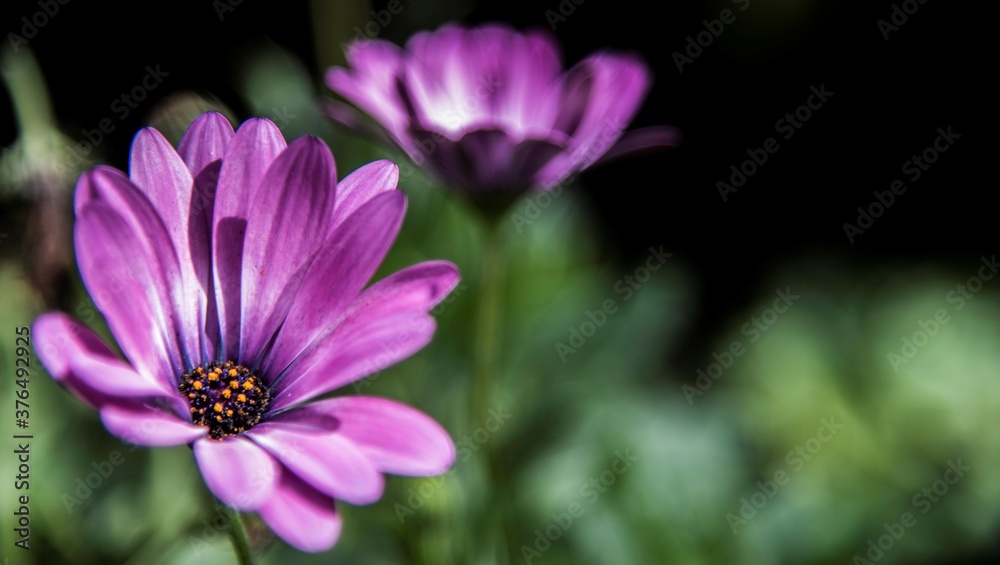 Fototapeta premium purple flower in the garden