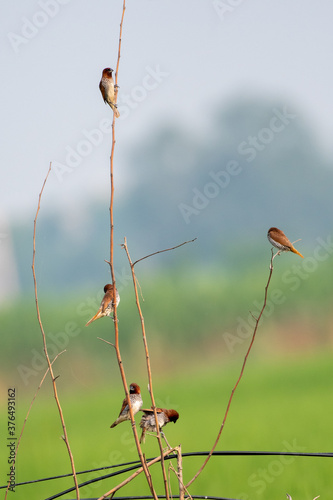 Scaly-breasted munia