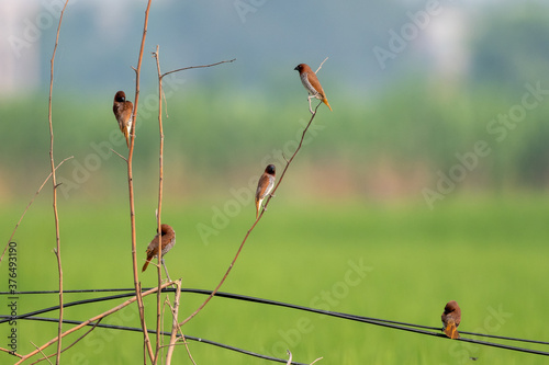 Scaly-breasted munia