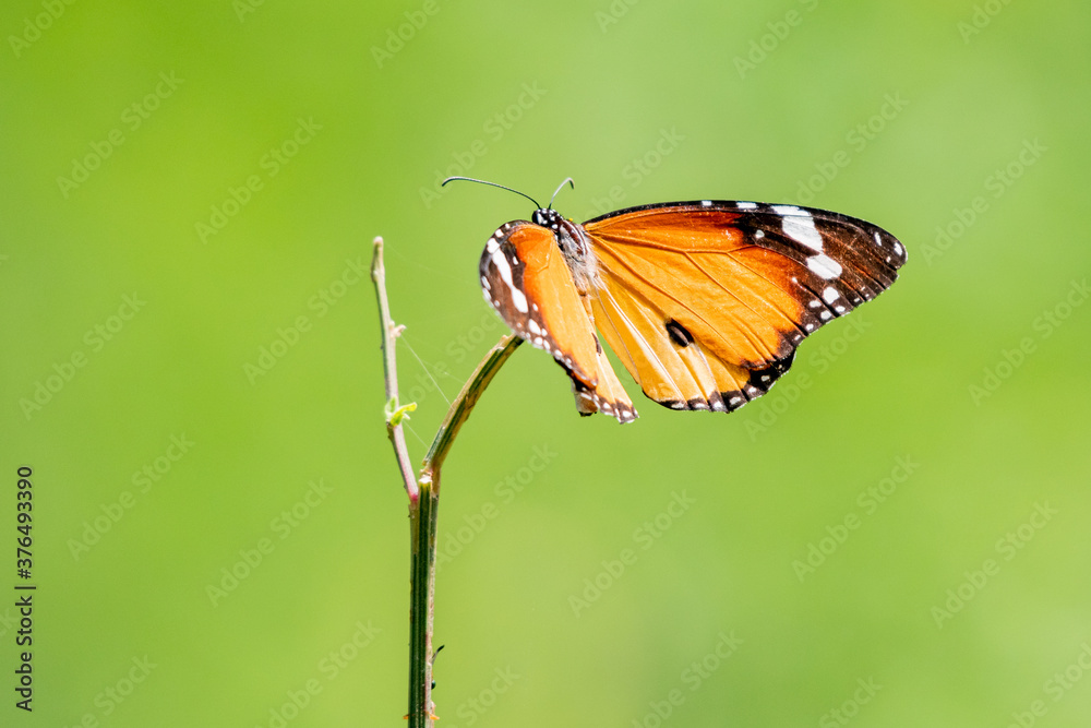 Fototapeta premium Plain tiger butterfly