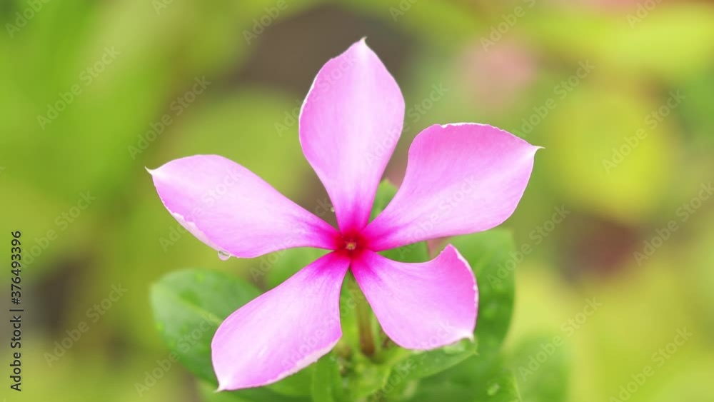 close up of Madagascar Periwinkle flower Closeup view on Middle side close up of Madagascar Periwinkle flower Closeup view on Middle side