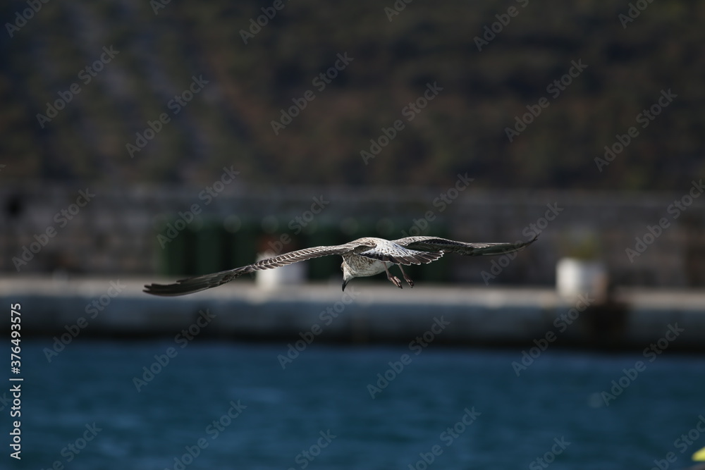 Flying sea gull in the port of the city Flying sea gull in the port of the city