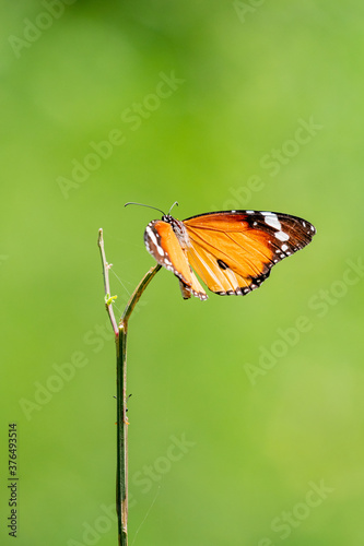 Plain tiger butterfly  © Tapan