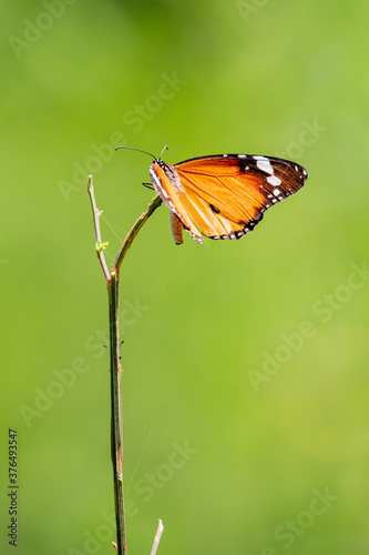 Plain tiger butterfly 