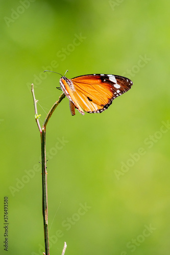 Plain tiger butterfly 