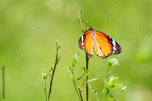 Plain tiger butterfly 