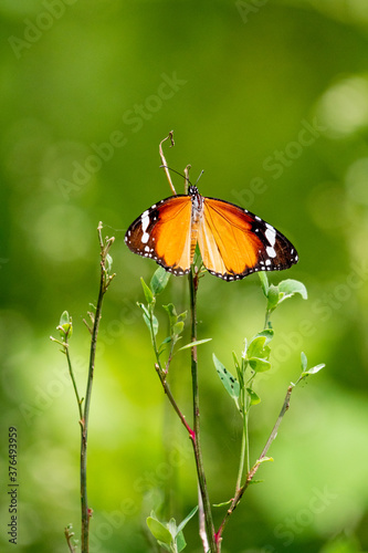 Plain tiger butterfly 