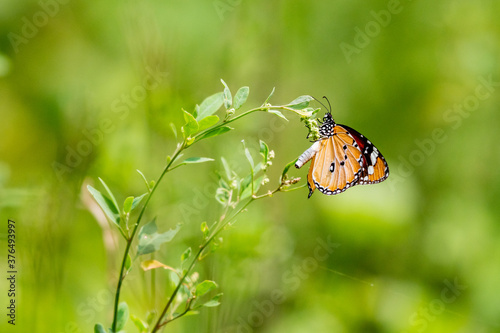 Plain tiger butterfly 