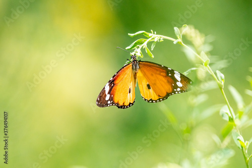 Plain tiger butterfly 