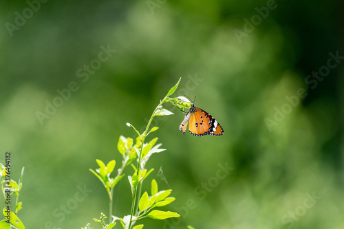 Plain tiger butterfly 