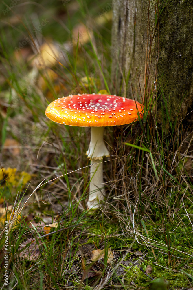 Amanita muscaria, commonly known as the fly agaric or fly amanita Amanita muscaria, commonly known as the fly agaric or fly amanita