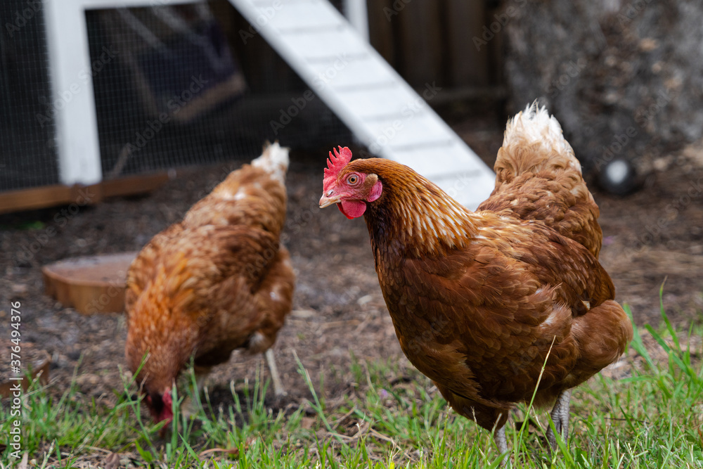 Fototapeta premium Hens walking outside on a farm in the grass