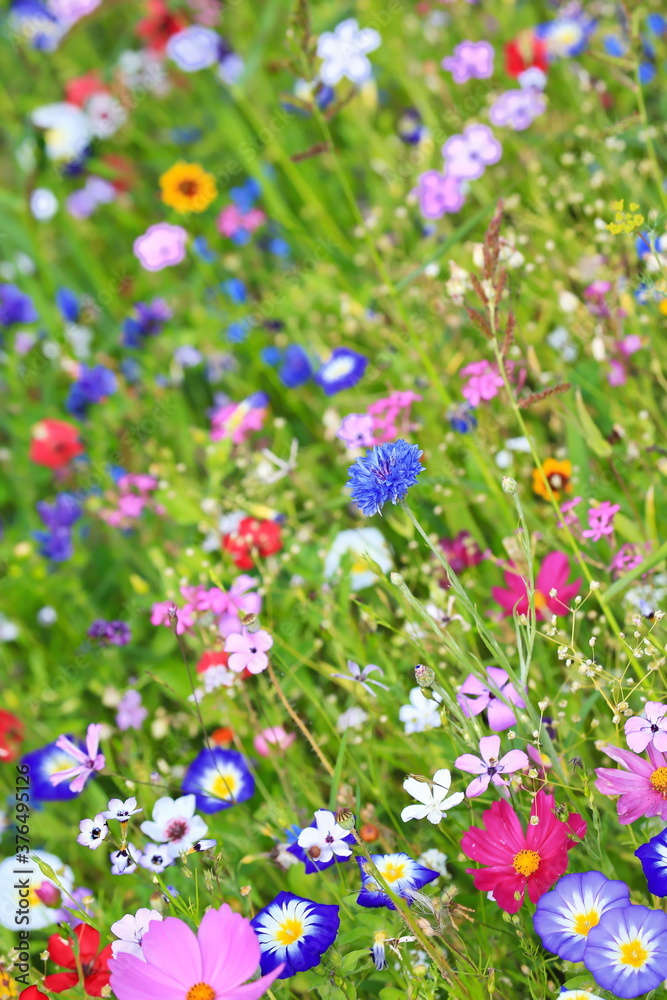 Farbenfrohe Blumenwiese in der Grundfarbe grün.mit verschiedenen Wildblumen.