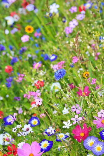 Farbenfrohe Blumenwiese in der Grundfarbe grün.mit verschiedenen Wildblumen. © fotoping