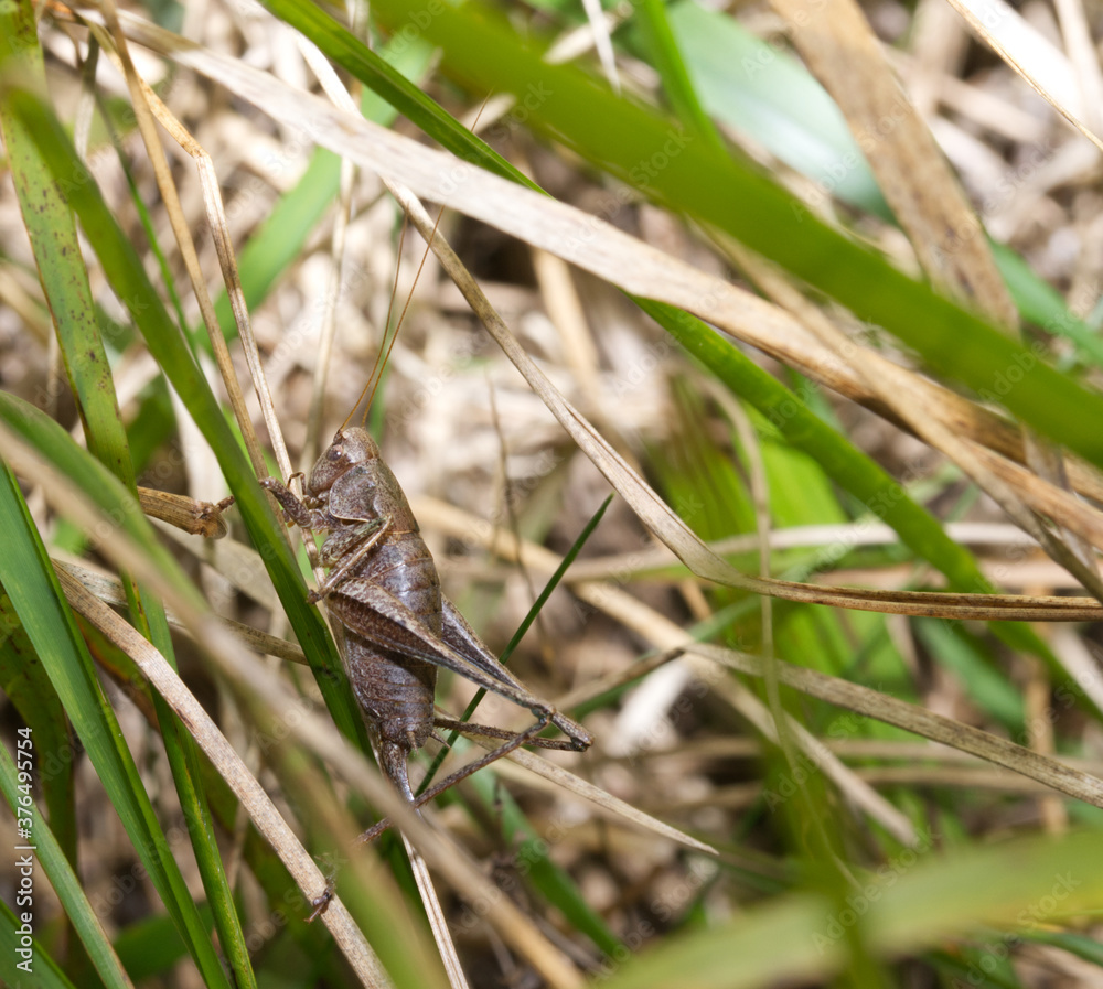 close up of cricket in grass close up of cricket in grass