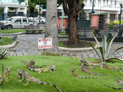 Der Parque Seminario, Guayaquil, Ecuador, ist auch bekannt als der Iguana Park, da hier Dutzende von Leguanen frei leben. photo