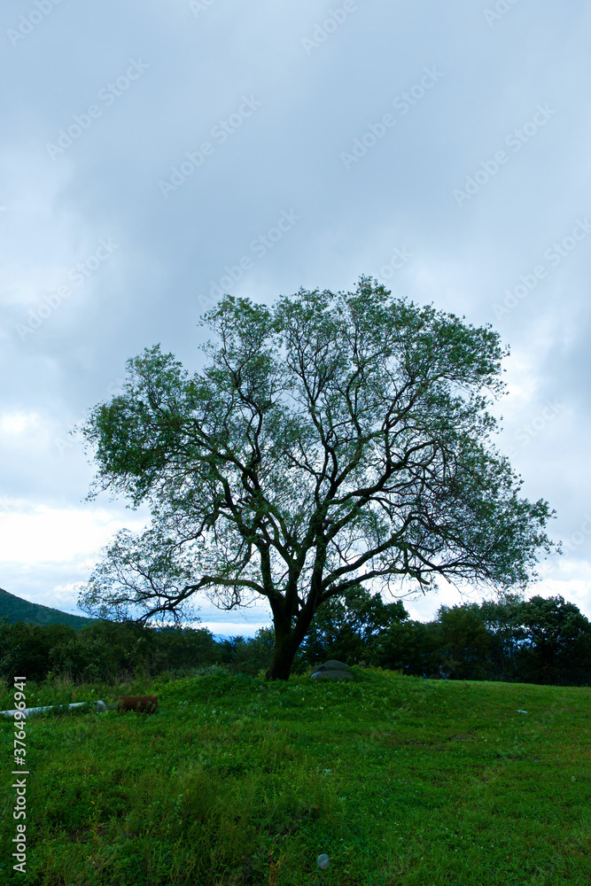 Obraz premium 산 정상에 혼자 서있는 오래된 나무