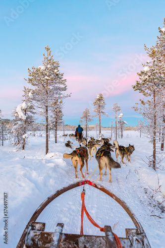 Fotografie Dog sledding with huskies in beautiful sunrise, Sweden