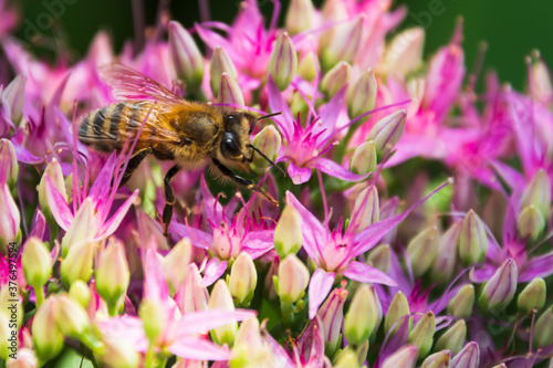 bee on a flower © Kurt