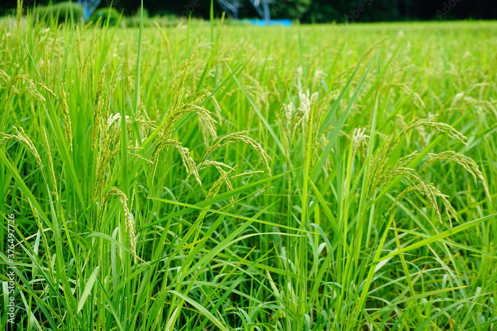 Obraz premium 田舎の風景