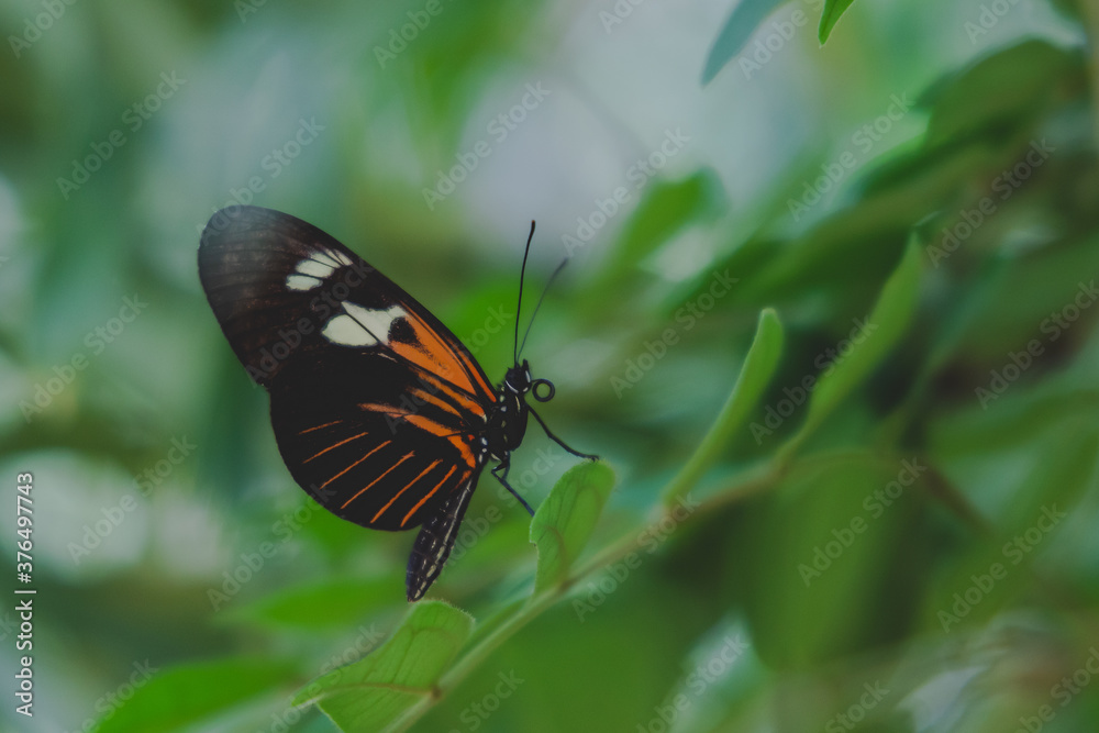 Obraz premium butterfly