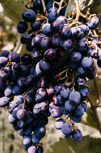 Ripe red grapes hang in a cluster on a green vine in the vineyard. Black maiden grapes, large bunch. Delicious and healthy fruits, fresh autumn harvest. Grapevine close-up.