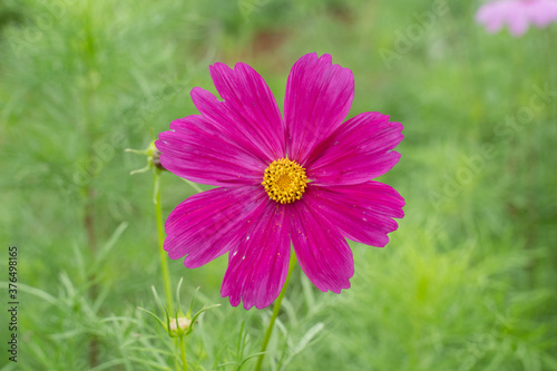 The pink cosmos flower close up photographed 