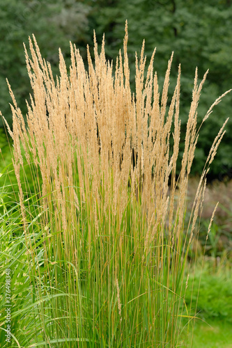 Indian grass is a native perennial bunch grass with flowering stalks up to 7 feet tall. The golden seed heads are plumelike, with twisted awns. photo
