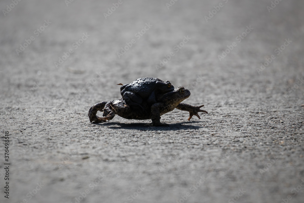 Ropucha szara Bufo bufo spaceruje ze swoim partnerem - okres godowy żab, przejście przez drogę - obrazy, fototapety, plakaty 