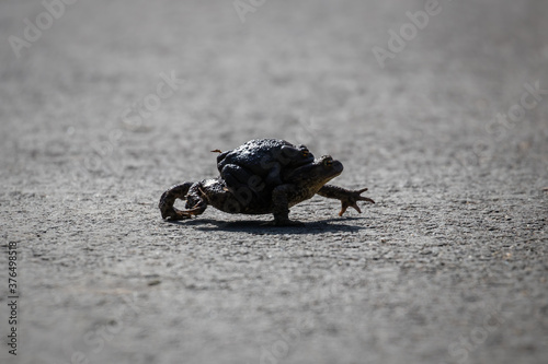 Ropucha szara Bufo bufo spaceruje ze swoim partnerem - okres godowy żab, przejście przez drogę