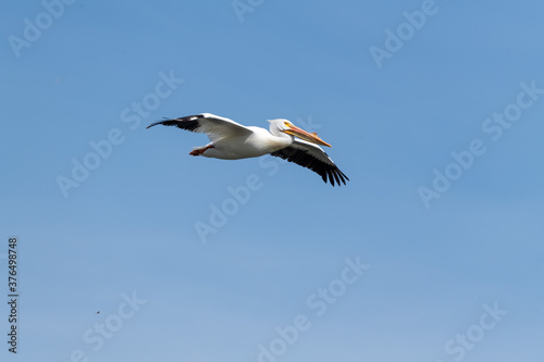 Pelican in the sky